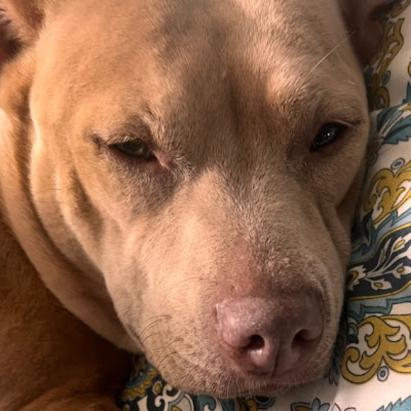 Meet your Posher, Mikenzie - Picture 1 of 1